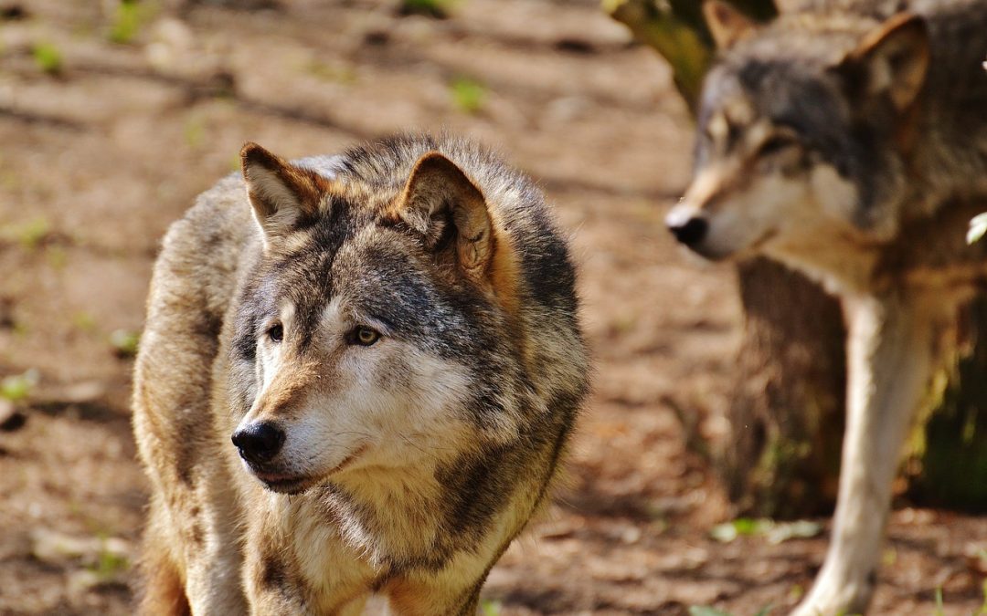 What Fourteen Wolves Can Teach Us …