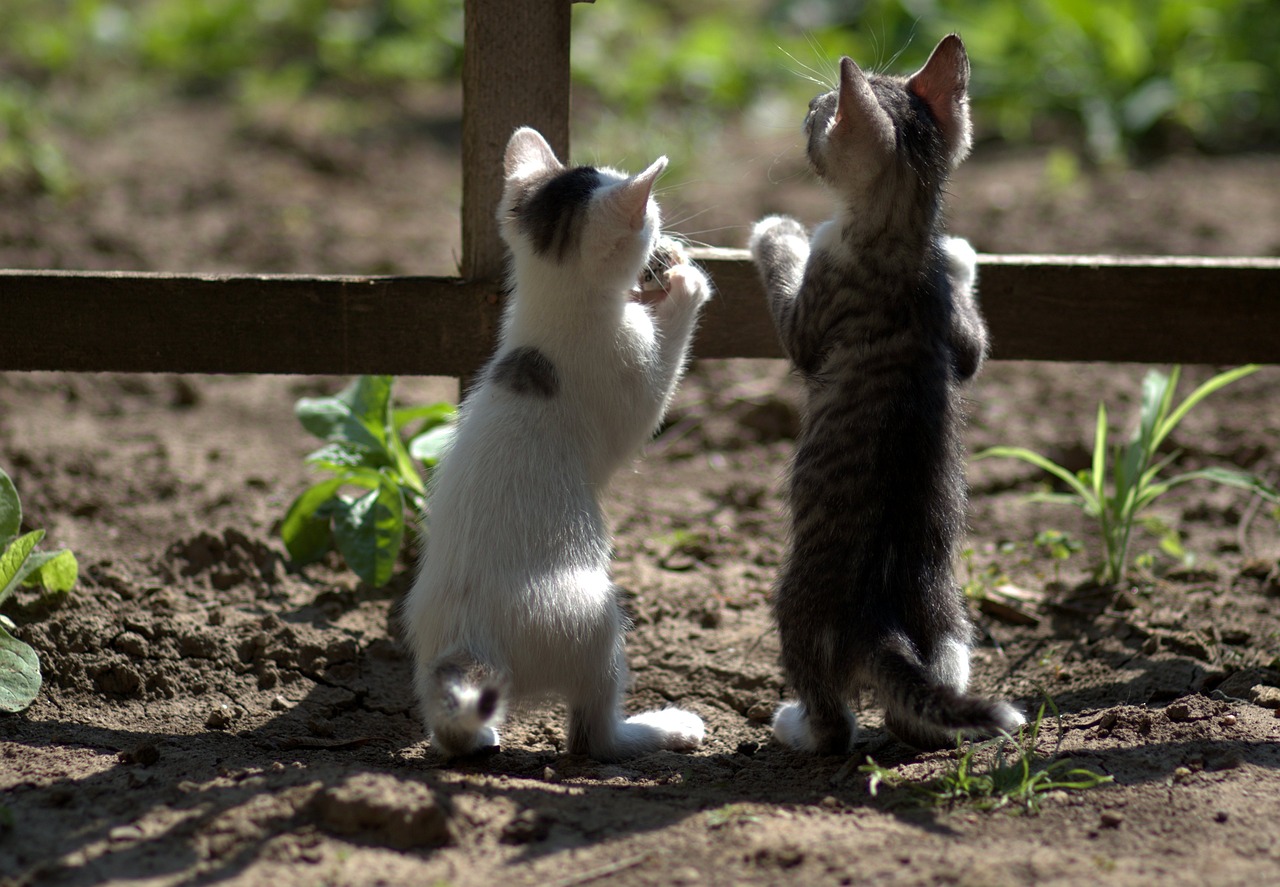 Two kittens looking over a fence