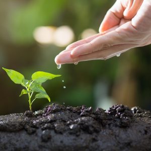 A hand containing a few drops of water, watering a seedling